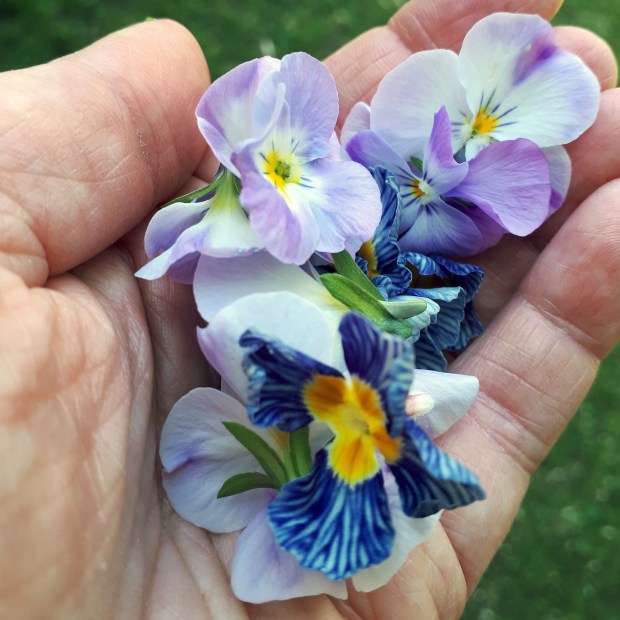 handful of violas